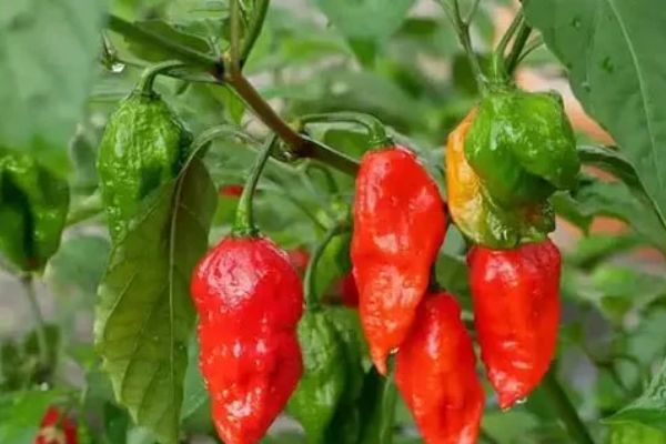 Ghost Pepper used in  also in making grenades and sprays.